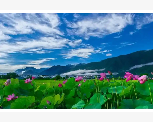 现榨甘蔗汁：秋冬季养生的天然佳品